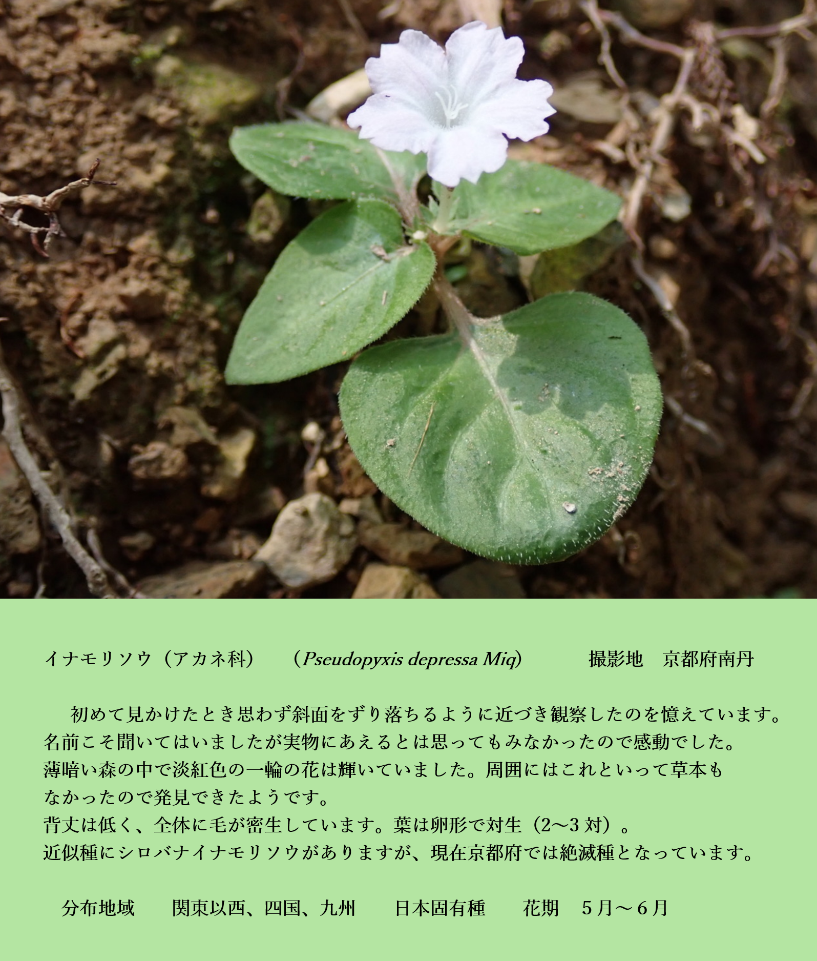 植物写真