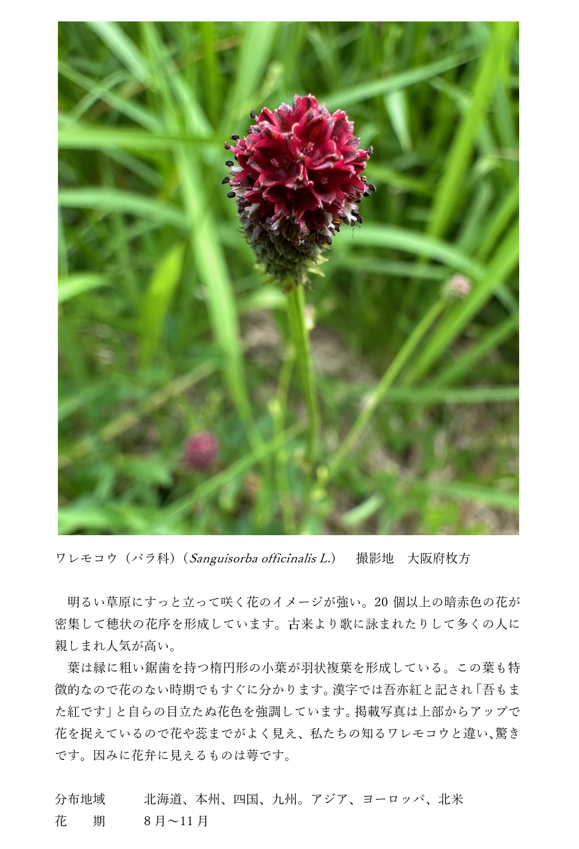 植物写真